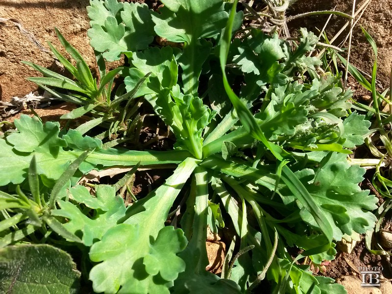 Glebionis segetum